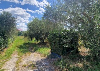 Giardino - Terreno agricolo stradone del tripesce, Rosignano Marittimo - foto 4