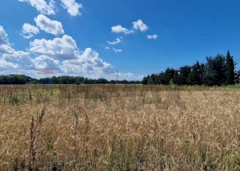 Vista delle montagne - Terreno agricolo stradone del tripesce, Rosignano Marittimo - foto 5