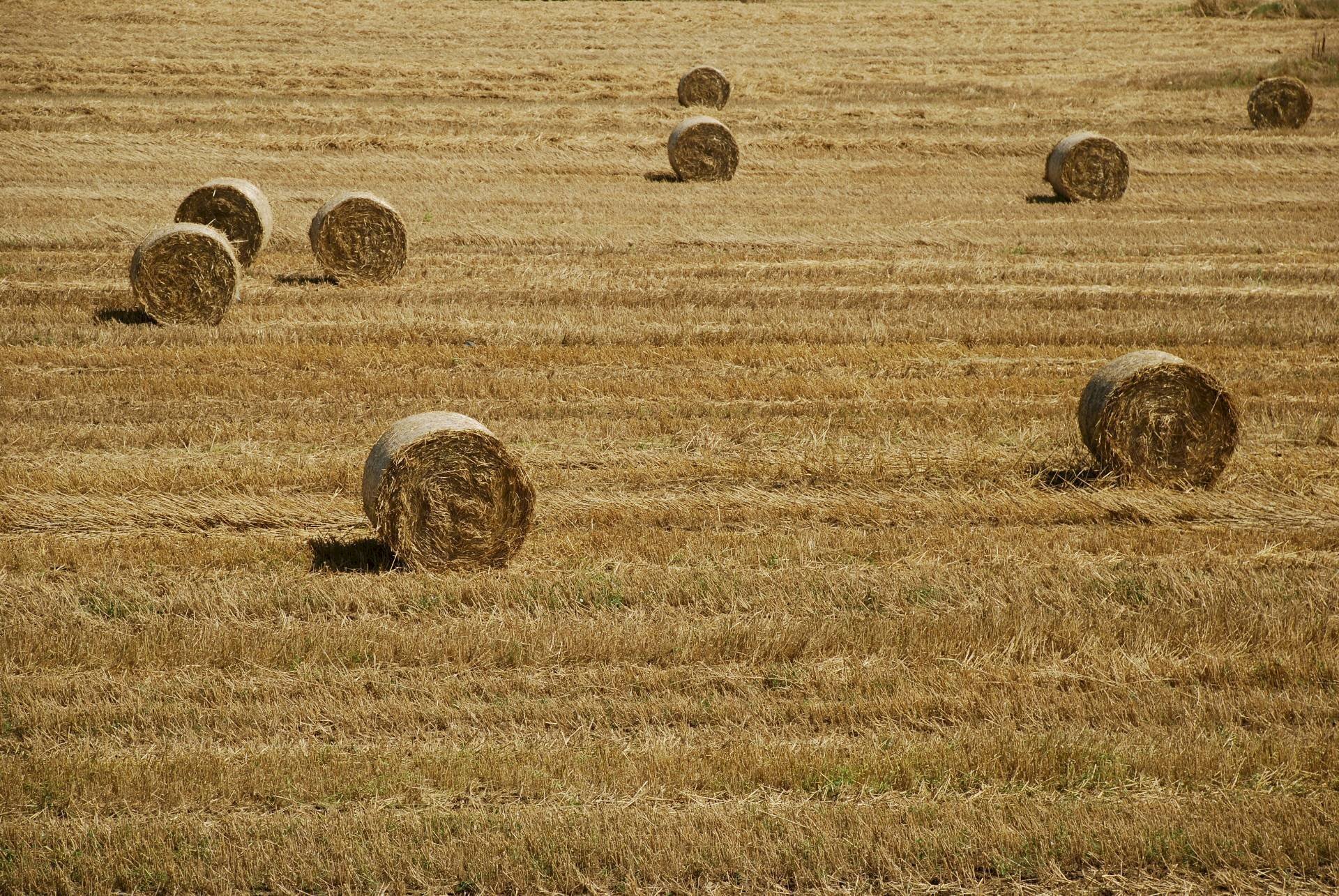 Foto 2 - Rustico Strada, Capalbio - foto 2
