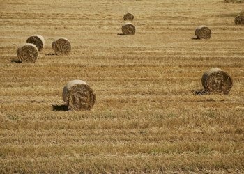 Foto 2 - Rustico Strada, Capalbio - foto 2