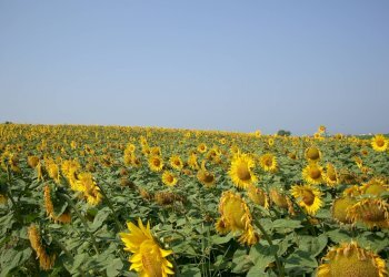 Foto 20 - Rustico Strada, Capalbio - foto 20