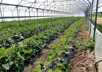 Foto 26 - Rustico Strada, Capalbio - foto 26