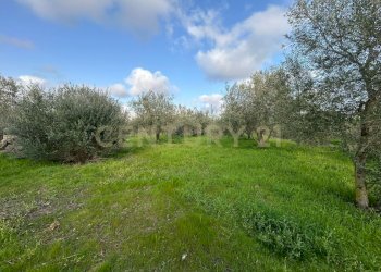 MADONNA DEGLI AMMALA24.jpeg - Terreno agricolo Via Giovanni Verga 1/A, Misterbianco - foto 25