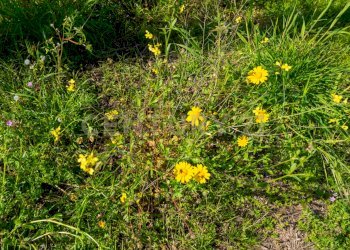 Terreno La Punta (11).jpg - Terreno edificabile Viale Andrea Doria 2, San Giovanni la Punta - foto 12