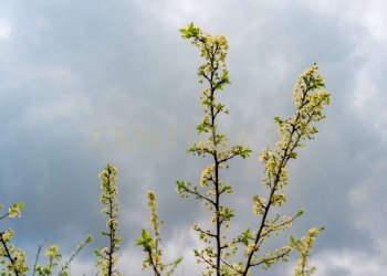 Via Armando Diaz Pisano Zafferana (13).jpg - Casa indipendente Via Armando Diaz 83, Zafferana Etnea - foto 20