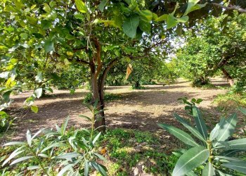 Casale Contrada Puzzi, Avola - foto 22