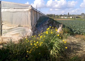 Agricultural land contrada Boscorotondo, Scicli - photo 1