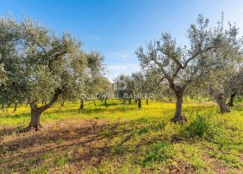 Foto 11 - Baita Contrada Chiobbica
snc, Cisternino - photo 11