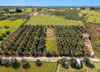 Foto 2 - Terreno agricolo contrada chiobbica
 
snc, Ostuni - foto 2