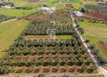 Foto 3 - Terreno agricolo contrada chiobbica
 
snc, Ostuni - foto 3