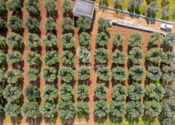 Foto 4 - Terreno agricolo contrada chiobbica
 
snc, Ostuni - foto 4