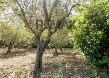 Giardino - Building land Via Giuseppe Garibaldi
24, Caltagirone - photo 3