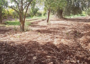 Casa indipendente contrada Morìo/Trombatore, Scicli - foto 5