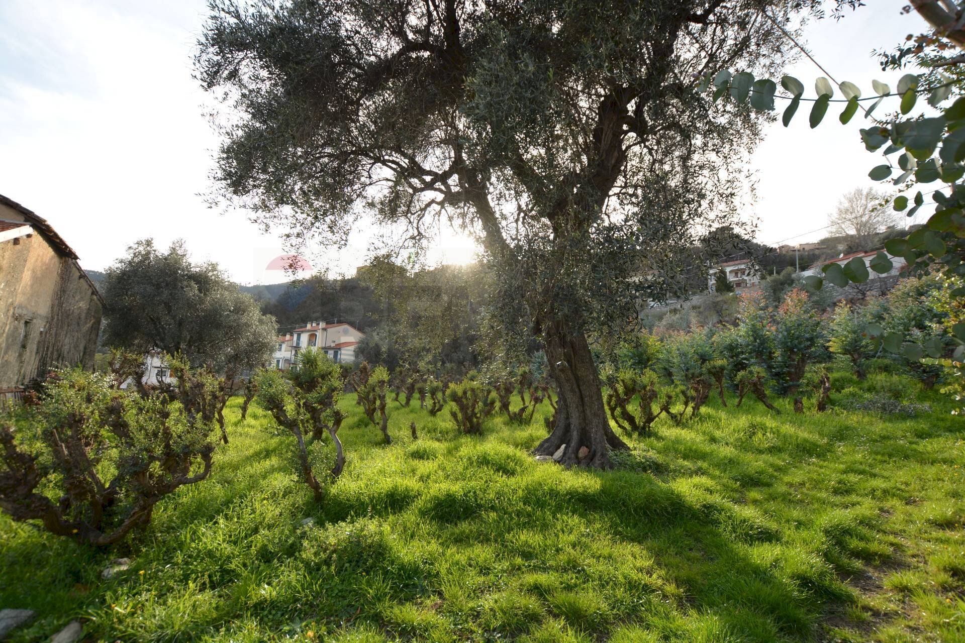 Giardino - Rustico Magliolo - foto 1