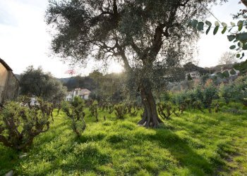 Giardino - Rustico Magliolo - foto 1