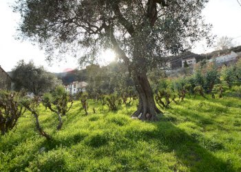 Giardino - Rustico Magliolo - foto 41