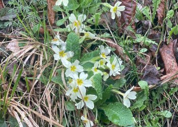 Giardino - Casa semi indipendente Millesimo - foto 28
