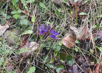 Giardino - Casa semi indipendente Millesimo - foto 35