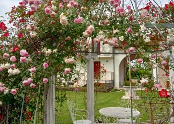 Giardino - Casa indipendente Castelfranco Veneto - foto 28