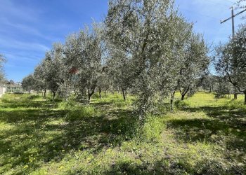 terreno - Appartamento Località Palude Mezzane
 
SNC, Vieste - foto 12