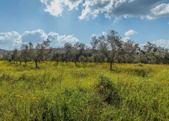 Giardino - Casa indipendente Regione Brunestica
 
S.N.C., Olmedo - foto 9