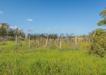 Giardino - Casa indipendente Regione Brunestica
 
S.N.C., Olmedo - foto 12