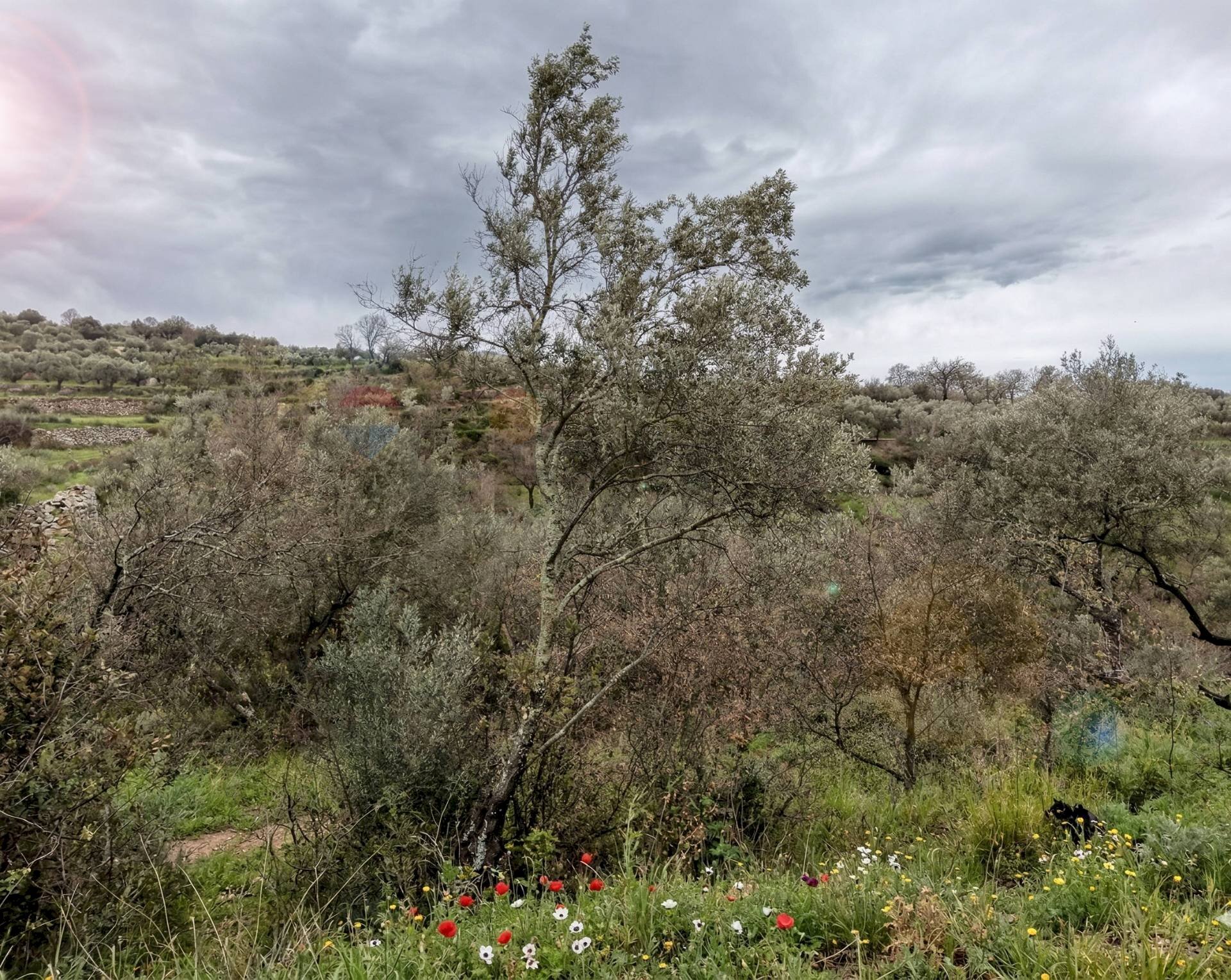 Vista delle montagne - Terreno agricolo Sessa Aurunca - foto 1