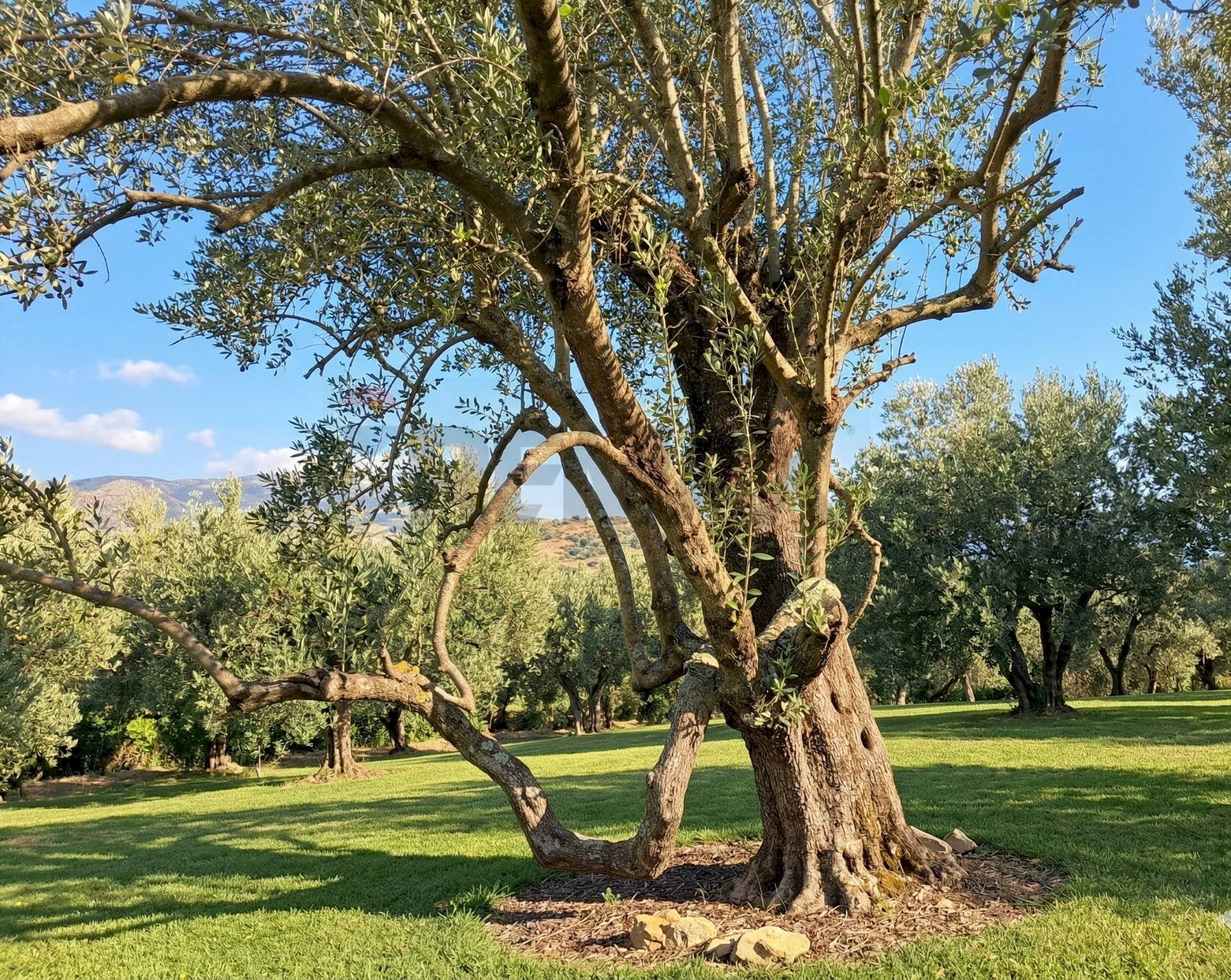 Giardino - Terreno agricolo Sessa Aurunca - foto 2