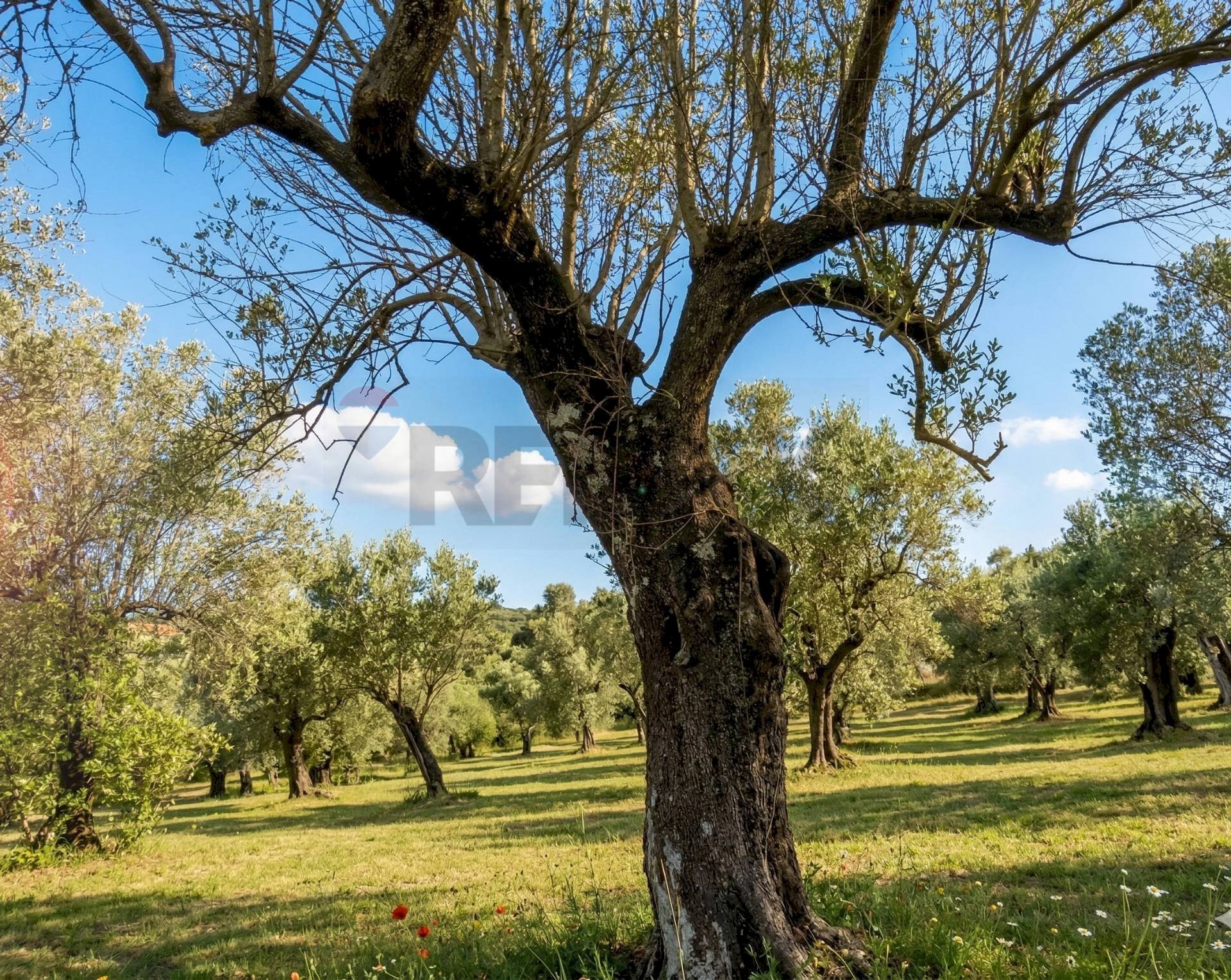 Giardino - Terreno agricolo Sessa Aurunca - foto 3