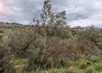 Vista delle montagne - Terreno agricolo Sessa Aurunca - foto 1