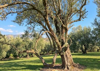 Giardino - Terreno agricolo Sessa Aurunca - foto 2