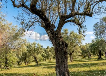 Giardino - Terreno agricolo Sessa Aurunca - foto 3