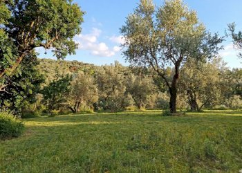 Giardino - Terreno agricolo Sessa Aurunca - foto 4