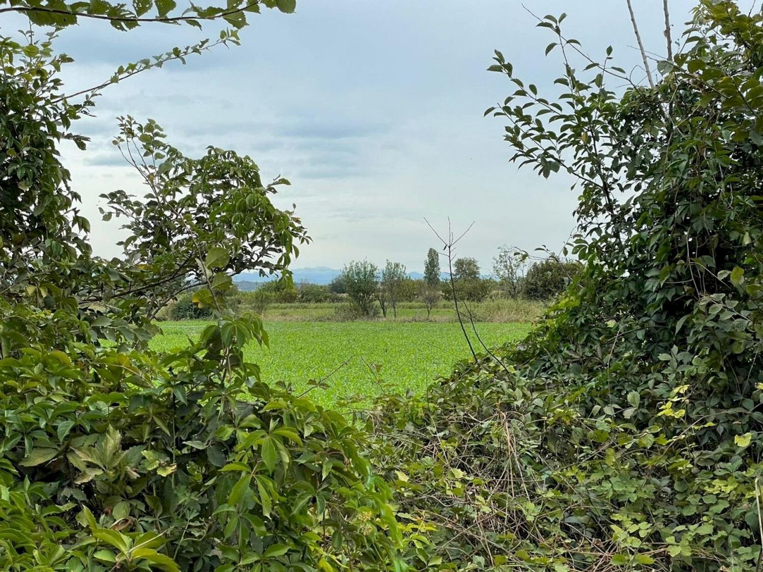 Foto 1 - Terreno edificabile Sacca, Montichiari - foto 1