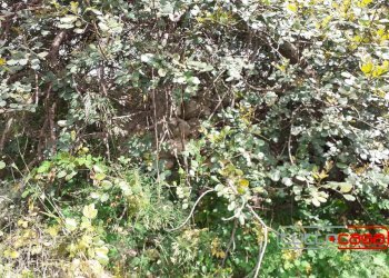 Rustico C.DA FIUMELATO, Scicli - foto 10