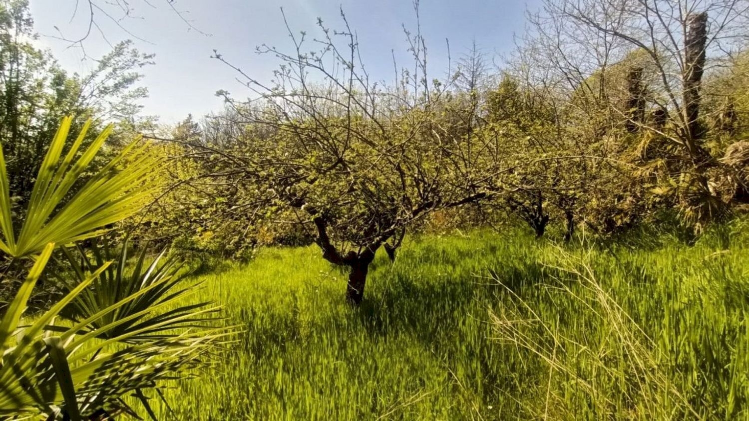 Foto 3 - Terreno agricolo via valle scura, Castiglione delle Stiviere - foto 3