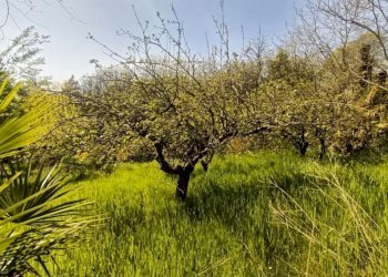 Foto 3 - Terreno agricolo via valle scura, Castiglione delle Stiviere - foto 3