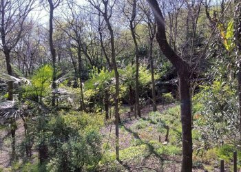 Foto 6 - Terreno agricolo via valle scura, Castiglione delle Stiviere - foto 6