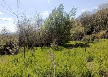 Foto 7 - Terreno agricolo via valle scura, Castiglione delle Stiviere - foto 7