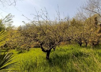 Foto 8 - Terreno agricolo via valle scura, Castiglione delle Stiviere - foto 8
