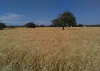 Rustico COSTA VERDE, Scicli - foto 19