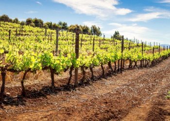 Foto 2 - Terreno edificabile San Marco, Lonato del Garda - foto 2