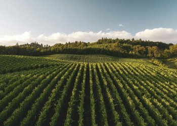 Foto 4 - Terreno edificabile San Marco, Lonato del Garda - foto 4