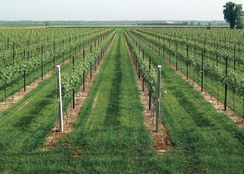 Foto 6 - Terreno edificabile San Marco, Lonato del Garda - foto 6