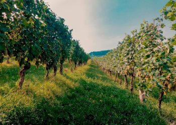 Foto 8 - Terreno edificabile San Marco, Lonato del Garda - foto 8