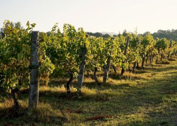 Foto 9 - Terreno edificabile San Marco, Lonato del Garda - foto 9