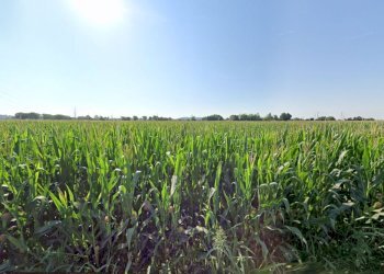 Foto 5 - Terreno agricolo La Pozza, Castiglione delle Stiviere - foto 5