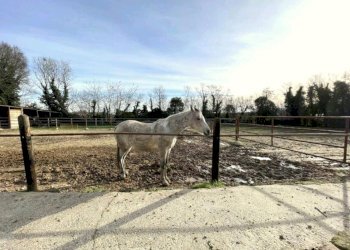 giardino - Rustico Monte Pagano, Cavriana - foto 31