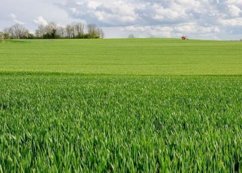Foto 5 - Terreno agricolo bertoletto, Lonato del Garda - foto 5