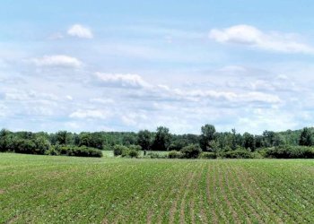 Foto 7 - Terreno agricolo Colli Storici, Desenzano del Garda - foto 7